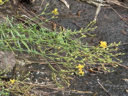 Brushy mountain St. johnswort (Hypericum radfordiorum)