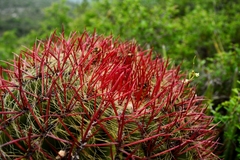Ferocactus pilosus