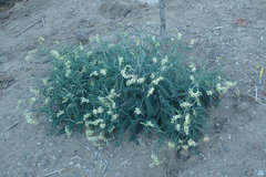Astragalus trichopodus