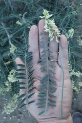 Astragalus trichopodus