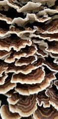 Trametes versicolor