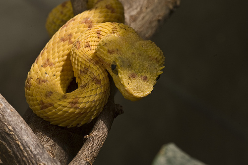 Eyelash Viper (Costa Rica Amphibians and Reptiles) · iNaturalist