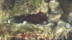 Heliocidaris