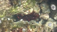 Heliocidaris