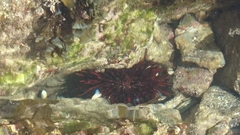 Heliocidaris