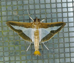 Diaphania infimalis