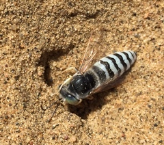 Bembix pallidipicta
