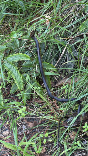 Common Tree Snake sighting