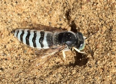 Bembix pallidipicta