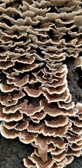 Trametes versicolor
