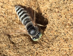 Bembix pallidipicta