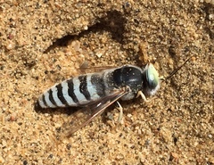 Bembix pallidipicta