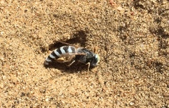 Bembix pallidipicta
