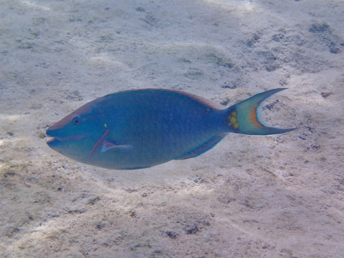 Stoplight Parrotfish