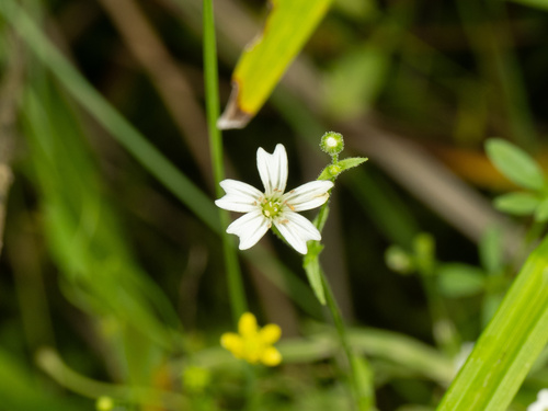 Dixie Stitchwort (Sabulina muscorum)