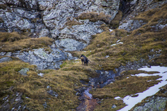 Rupicapra rupicapra carpatica