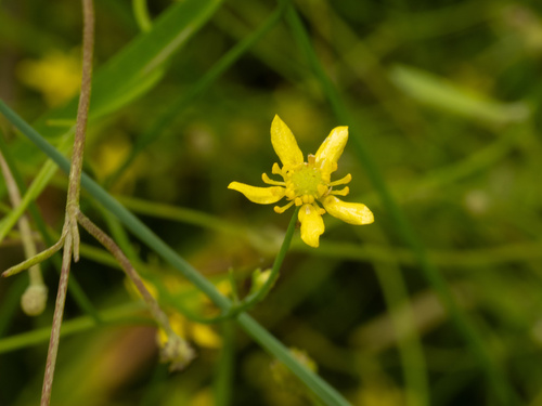 Mississippi buttercup (Ranunculus laxicaulis)