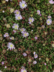 Disphyma australe australe