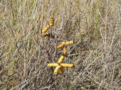 Prosopis strombulifera