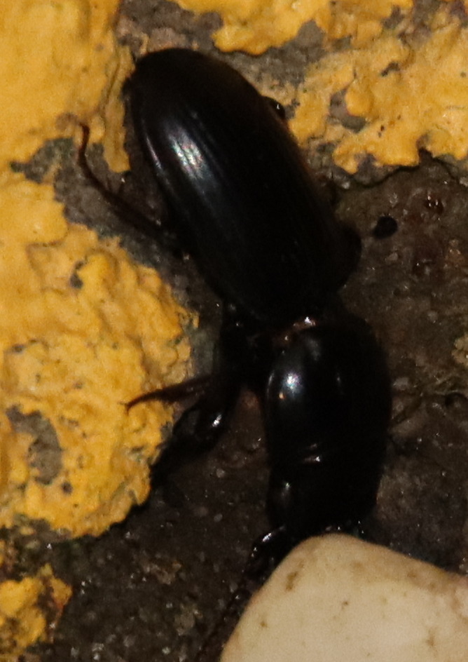 Micromegistus bakeri