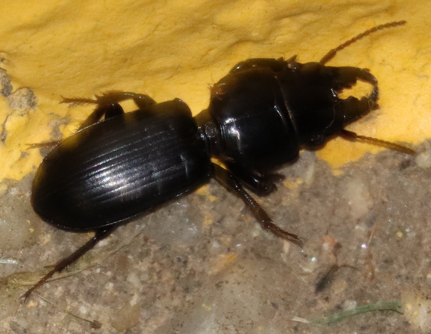 Micromegistus bakeri