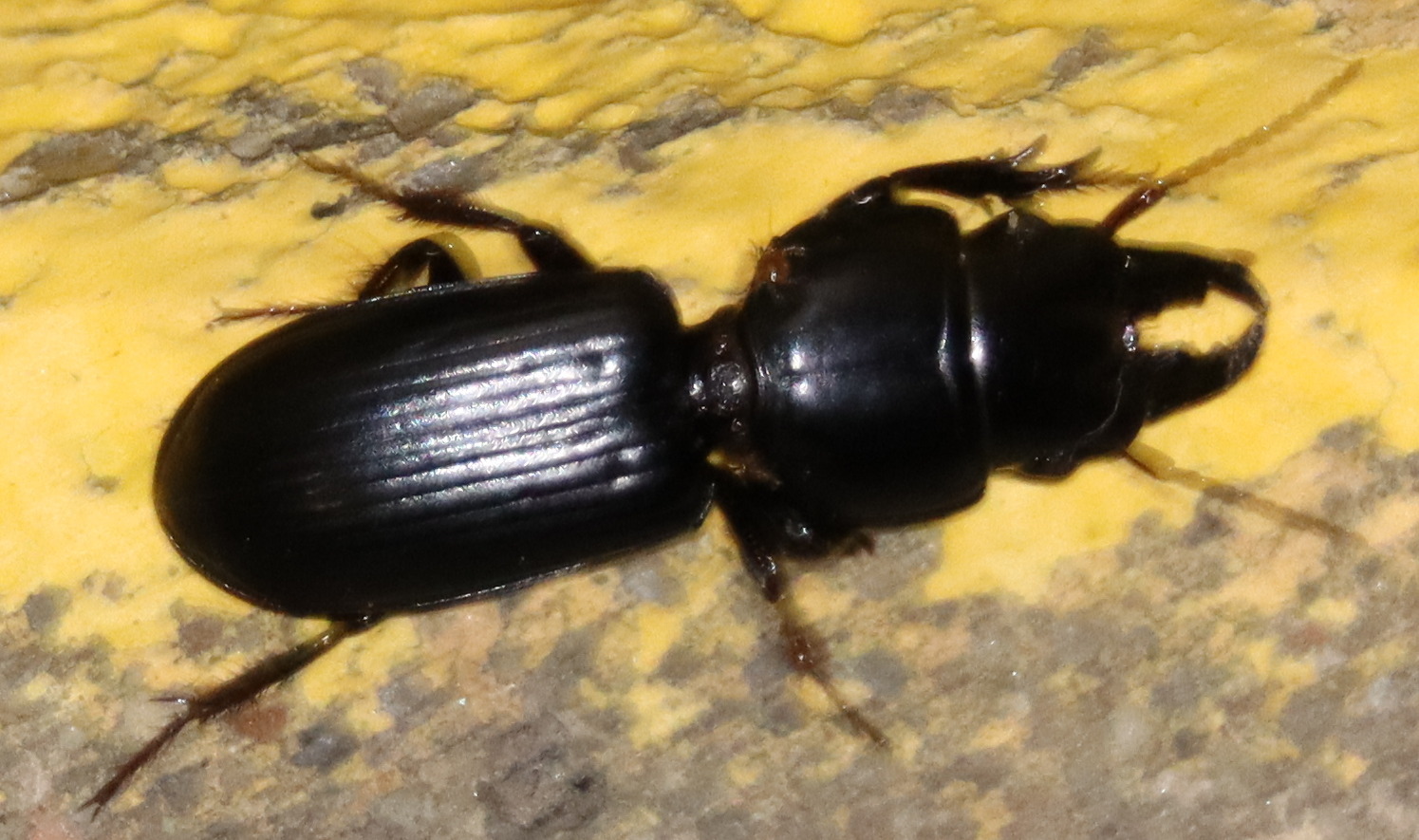 Micromegistus bakeri