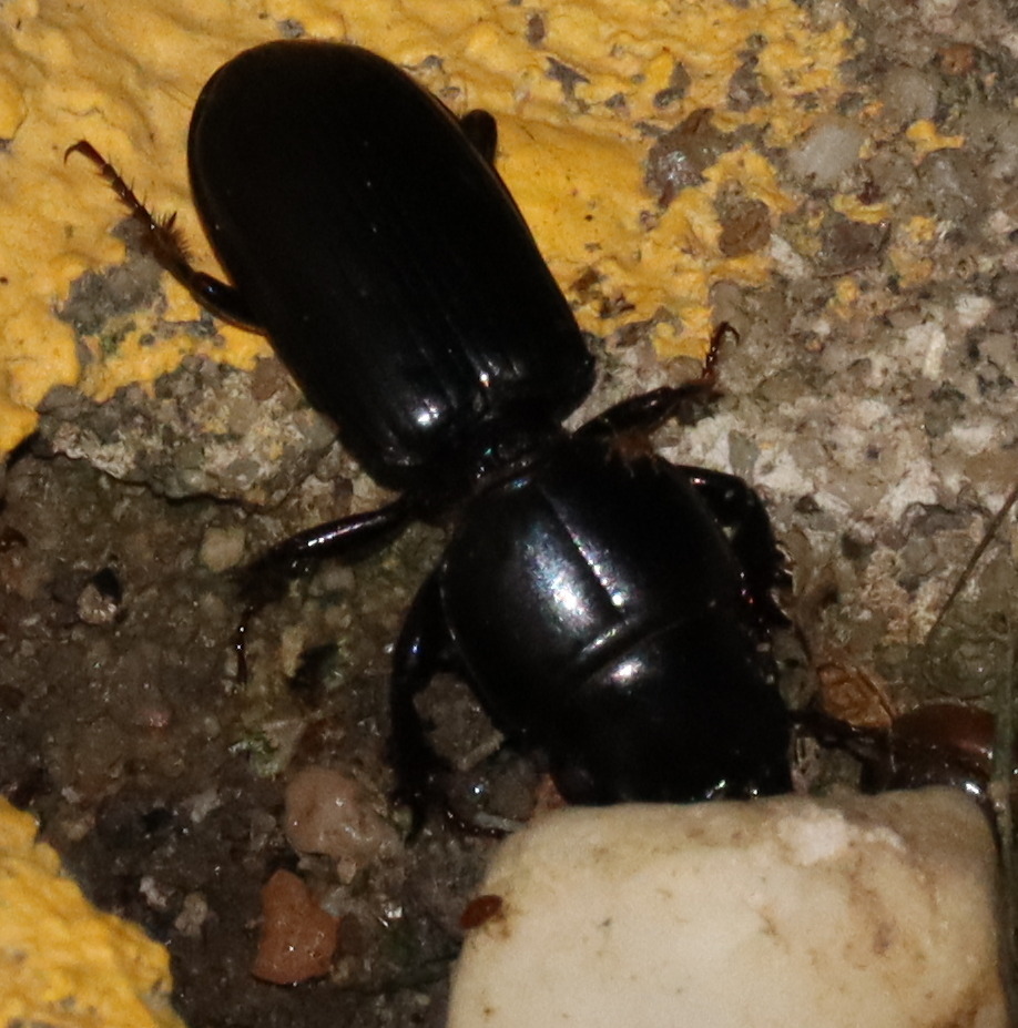 Micromegistus bakeri