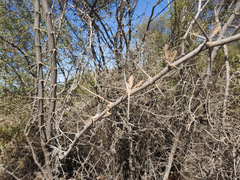 Plectrocarpa tetracantha