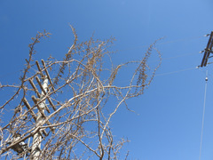 Plectrocarpa tetracantha