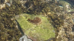 Dolabrifera brazieri