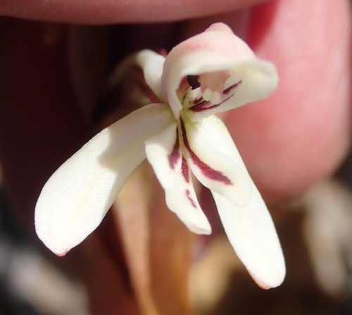 Image of Satyrium longicolle by (c) Nicola van Berkel, some rights reserved (CC BY-SA)
