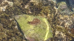 Dolabrifera brazieri