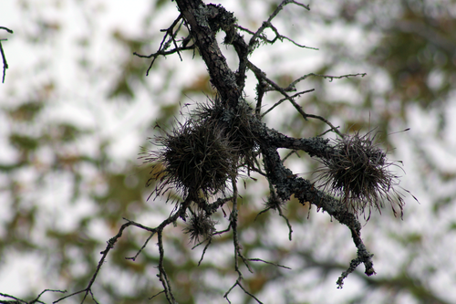 Tillandsia recurvata