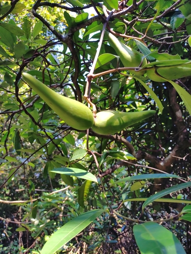 Anodendron affine (Anodendron affine)