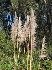 Cortaderia nitida