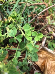 Oxalis niederleinii