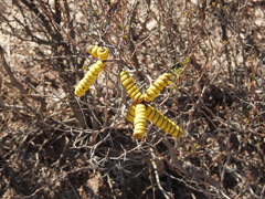 Prosopis strombulifera