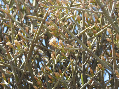 Cyclolepis genistoides