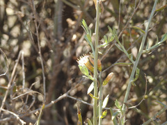 Cyclolepis genistoides