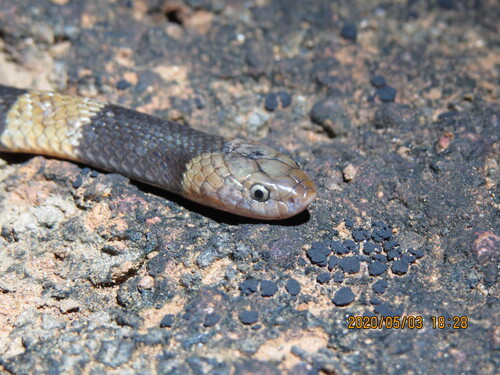 Werner's Garter Snake