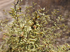 Suaeda divaricata