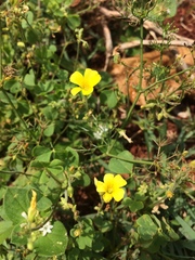 Oxalis niederleinii