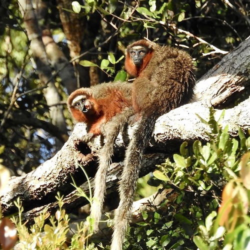 Chestnut-bellied Titi