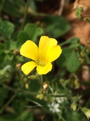 Oxalis niederleinii