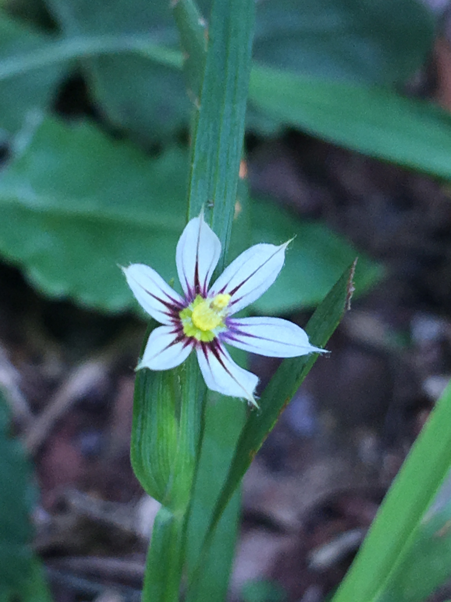 Sisyrinchium platycaule