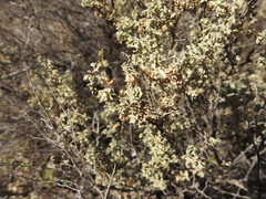 Atriplex undulata