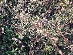 Centaurea nigrescens