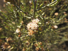 Cyclolepis genistoides