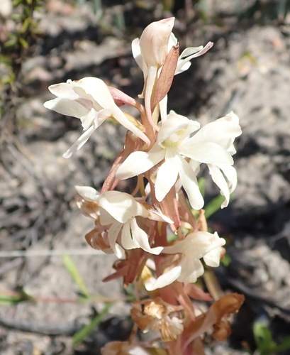 Image of Satyrium pallens by (c) Nicola van Berkel, some rights reserved (CC BY-SA)