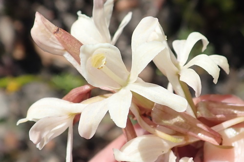 Image of Satyrium pallens by (c) Nicola van Berkel, some rights reserved (CC BY-SA)